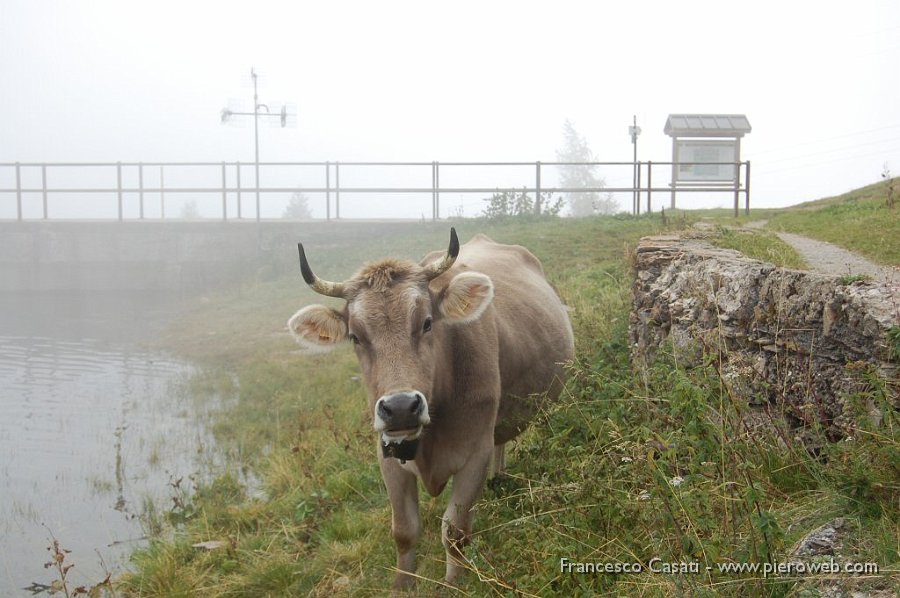 3-Muuu la mucca.jpg